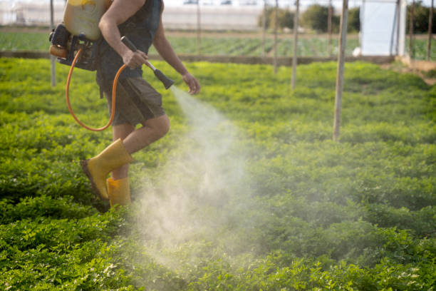 Best Best Pest Control Companies  in Dawson Springs, KY
