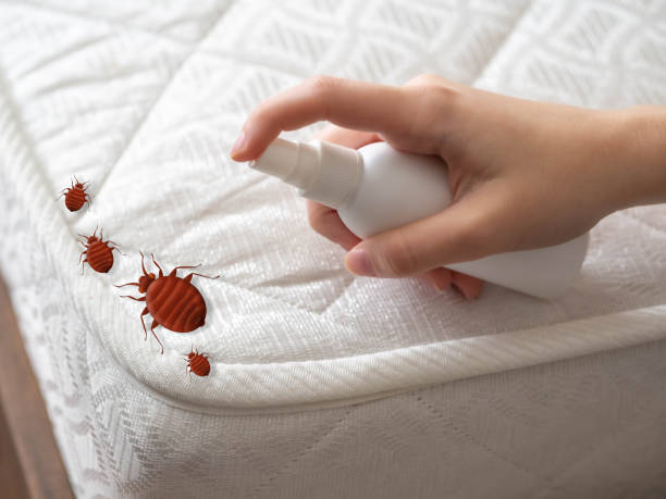 Best Pest Control Near Me in Dawson Springs, KY