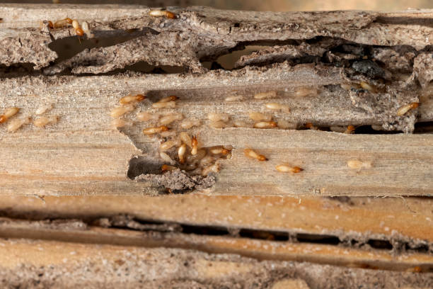 Best Affordable Pest Control Services  in Dawson Springs, KY