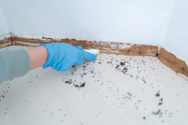Best Flea Control Services  in Dawson Springs, KY